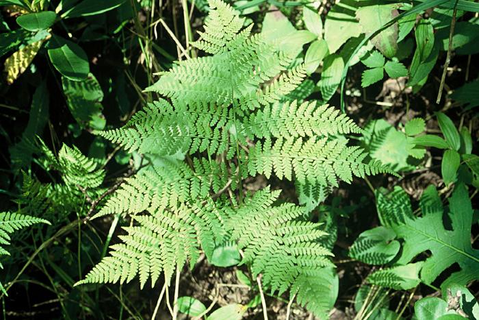 애기가물고사리 이미지