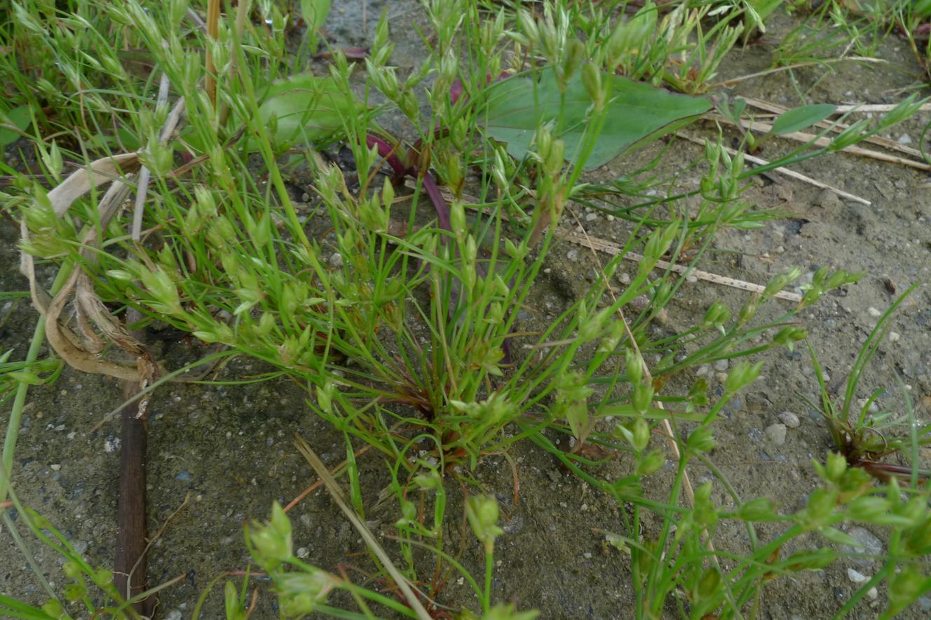 애기골풀 이미지