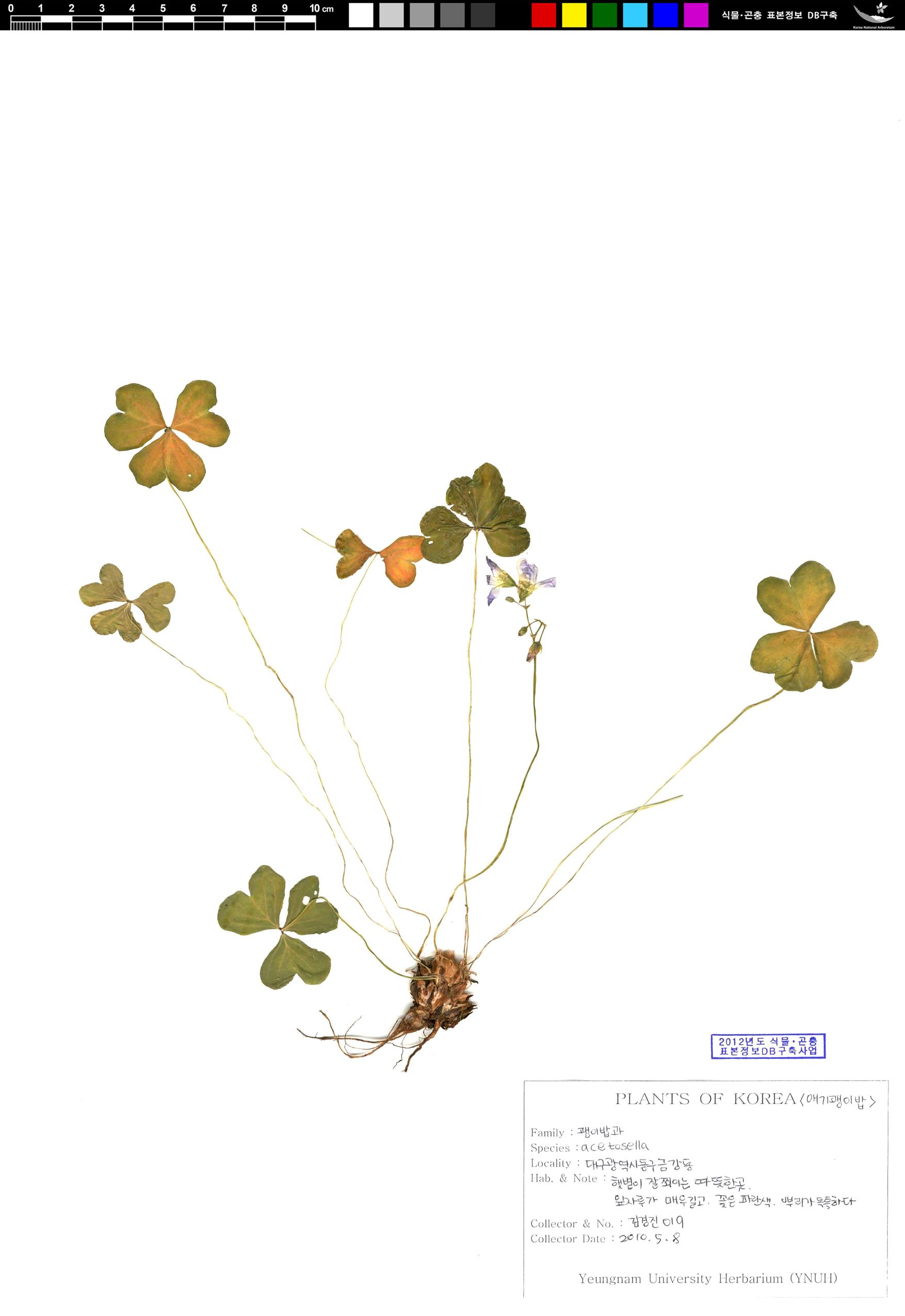 애기괭이밥 이미지