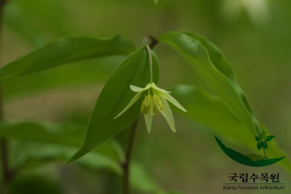 애기나리 이미지