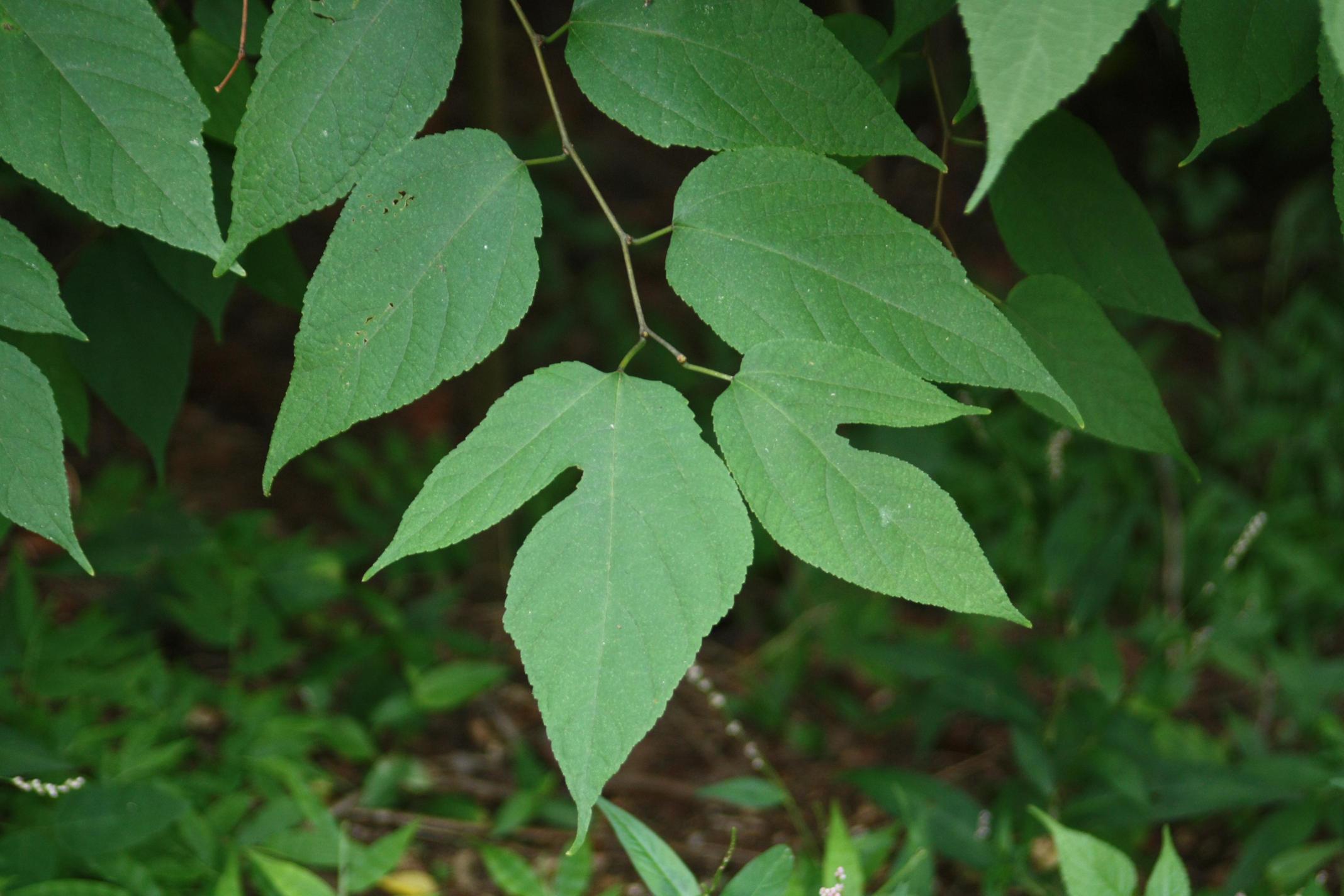 애기닥나무 이미지