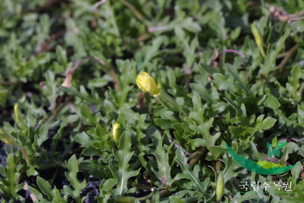 애기달맞이꽃 이미지