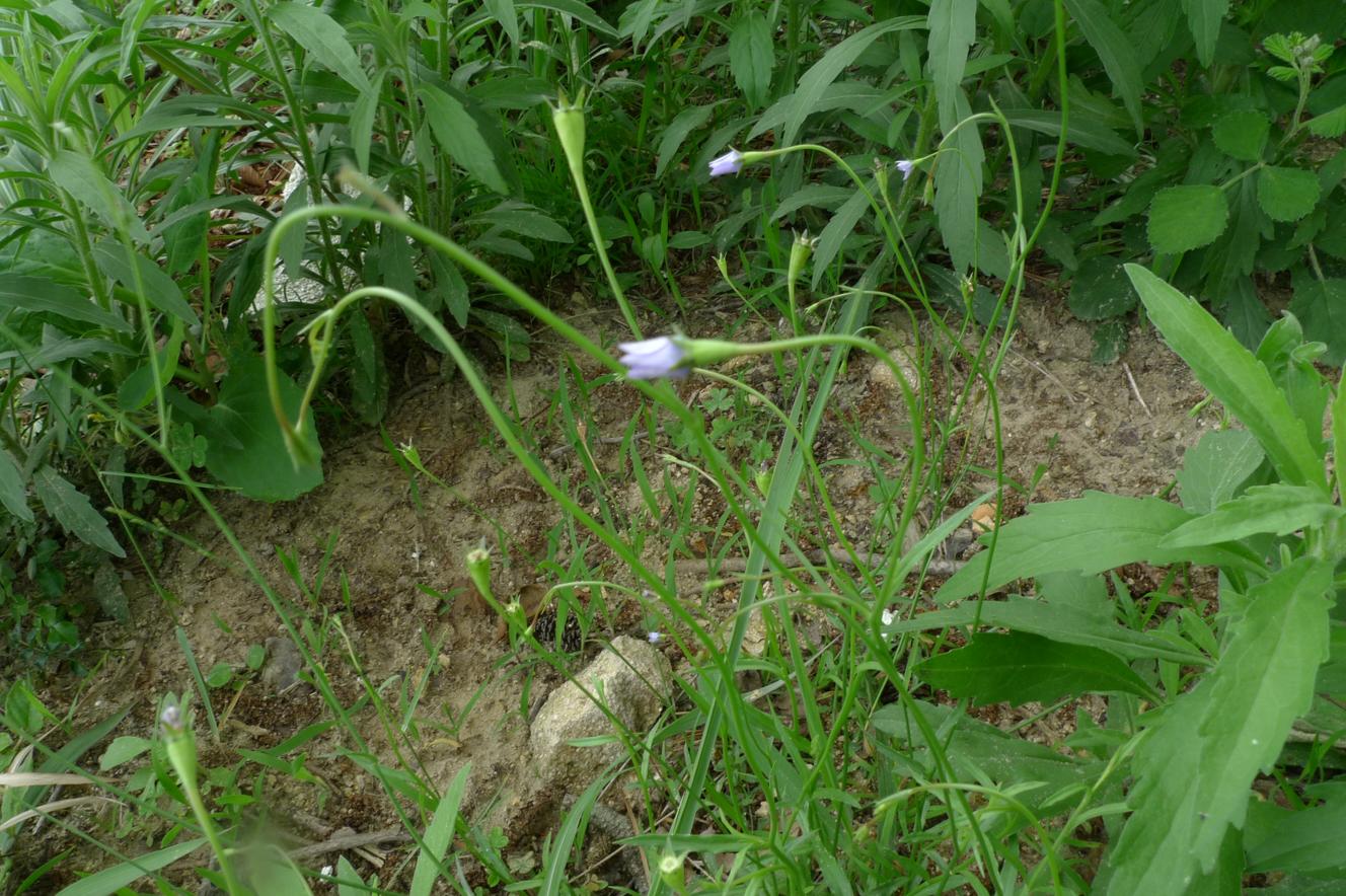 애기도라지 이미지