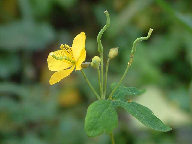 애기똥풀 이미지