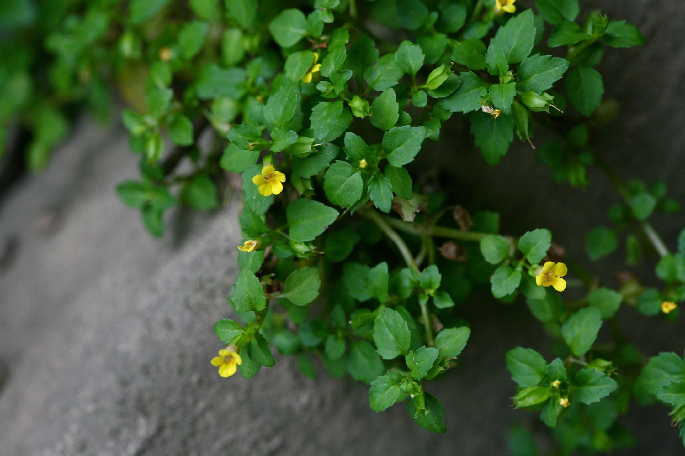 애기물꽈리아재비 이미지