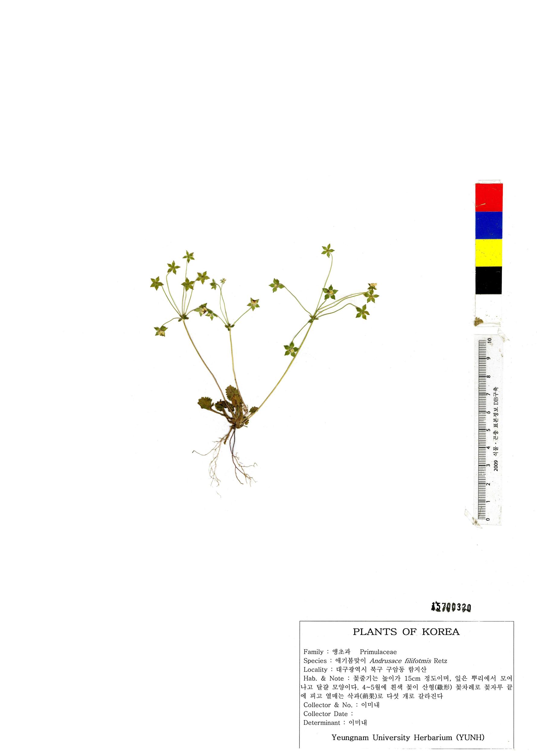 애기봄맞이 이미지