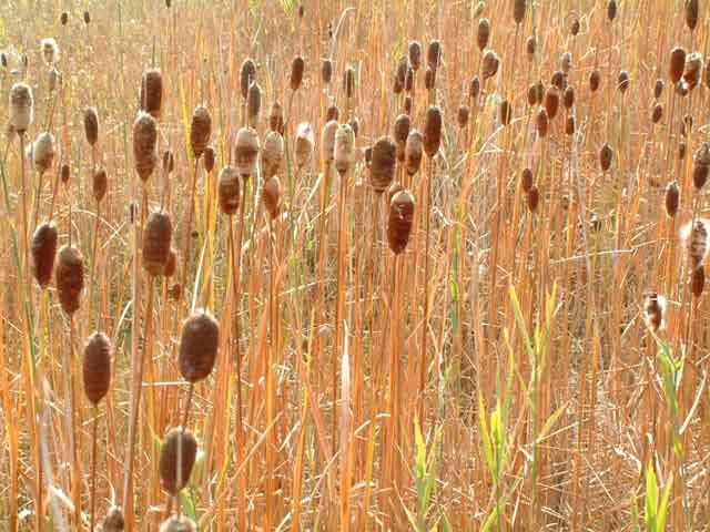 애기부들 이미지