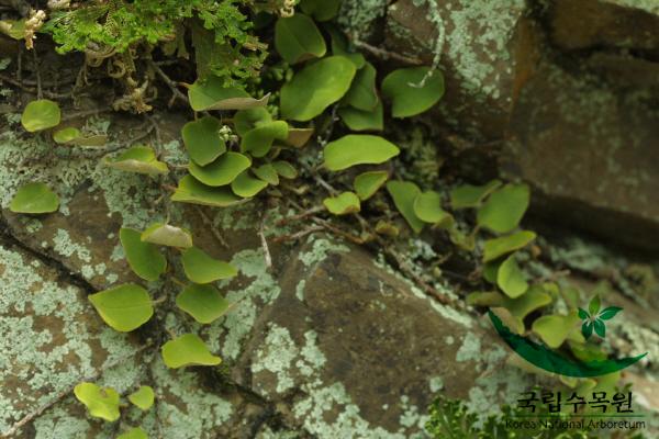 애기석위 이미지