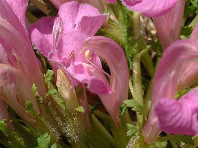 애기송이풀 이미지