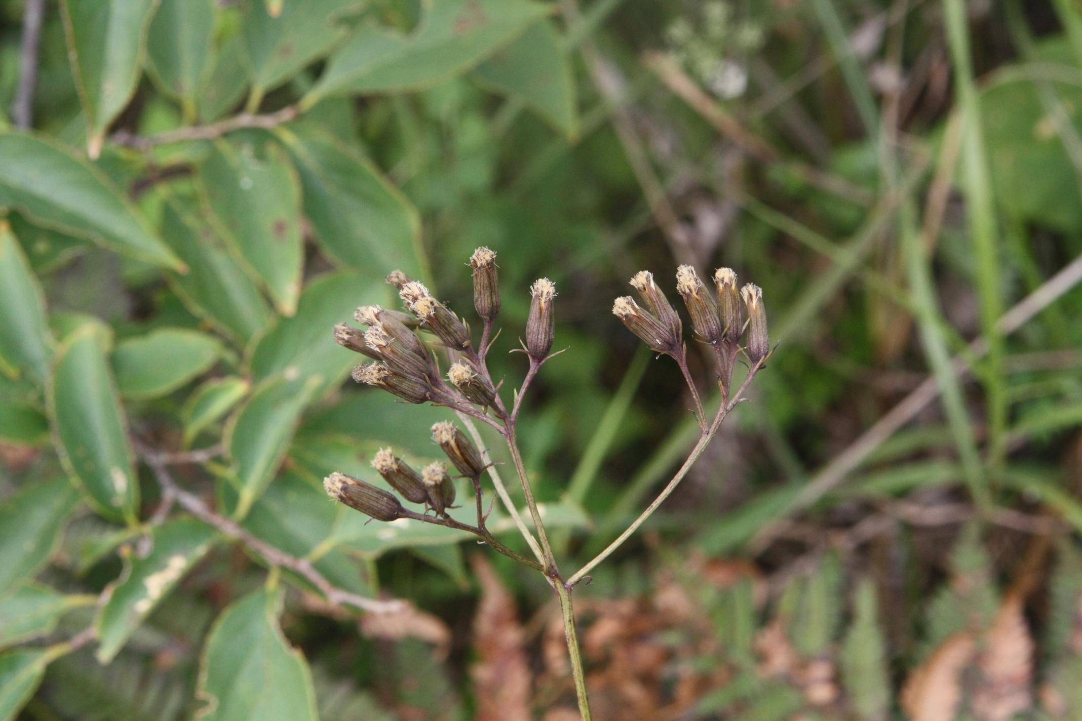 애기우산나물 이미지