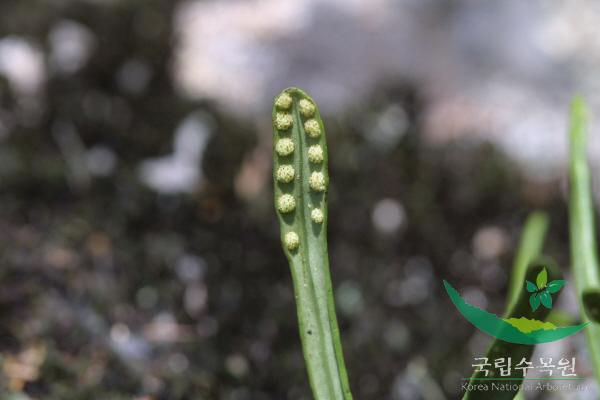 애기일엽초 이미지