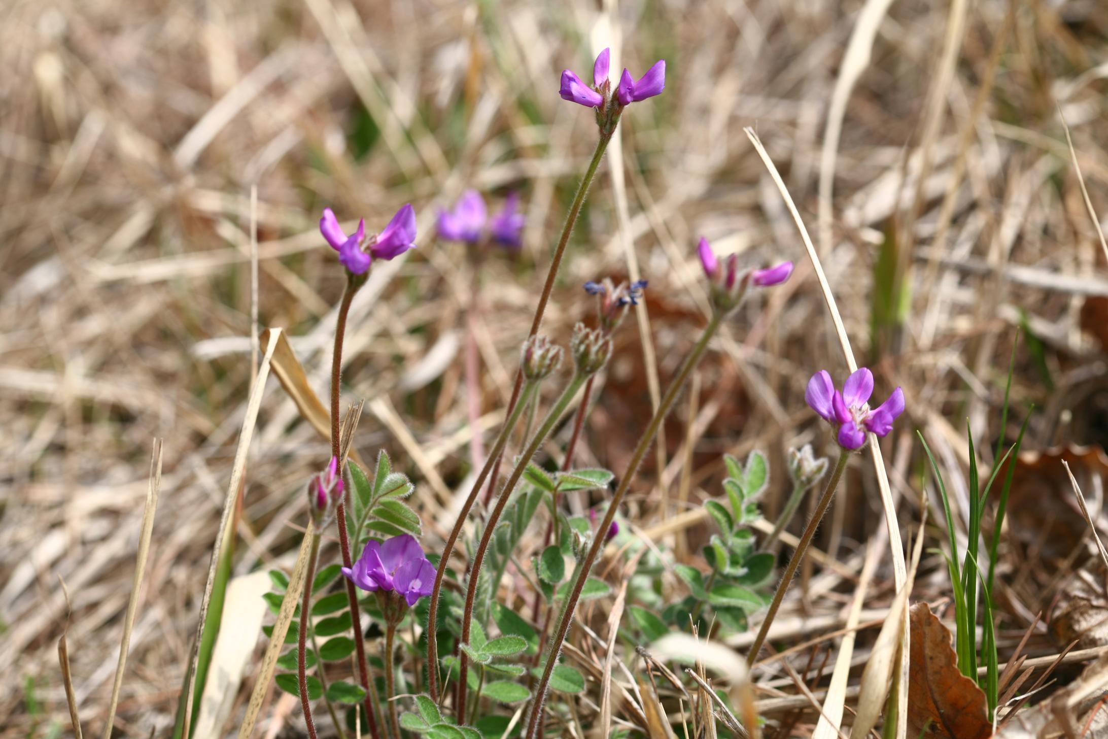 애기자운 이미지