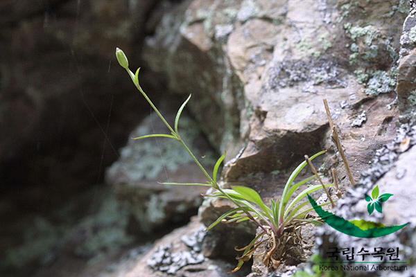 애기장구채 이미지