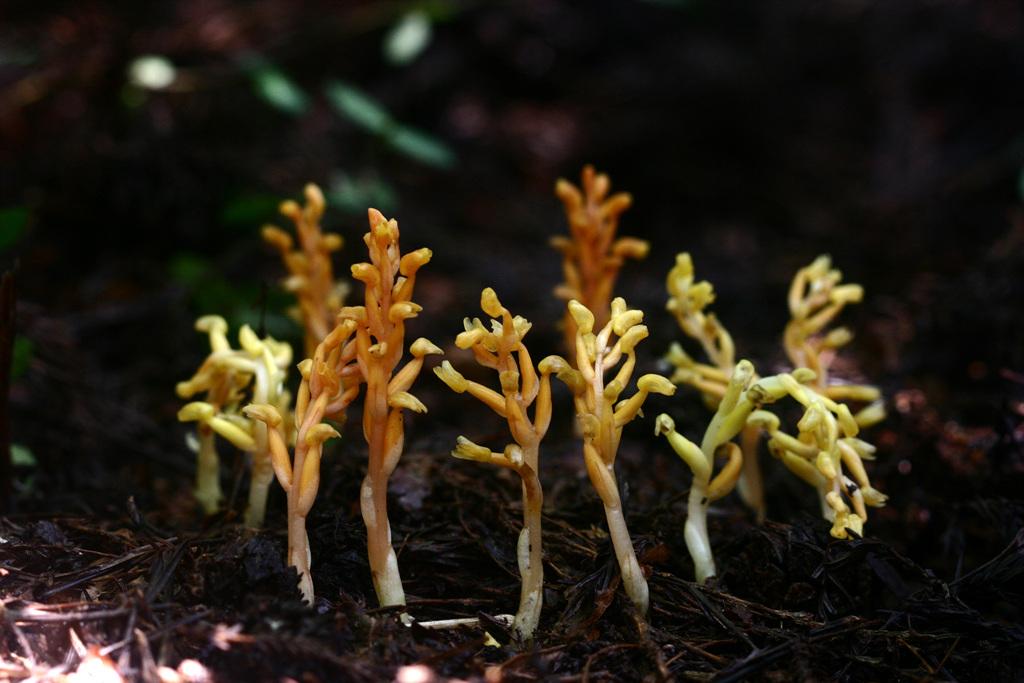 애기천마 이미지