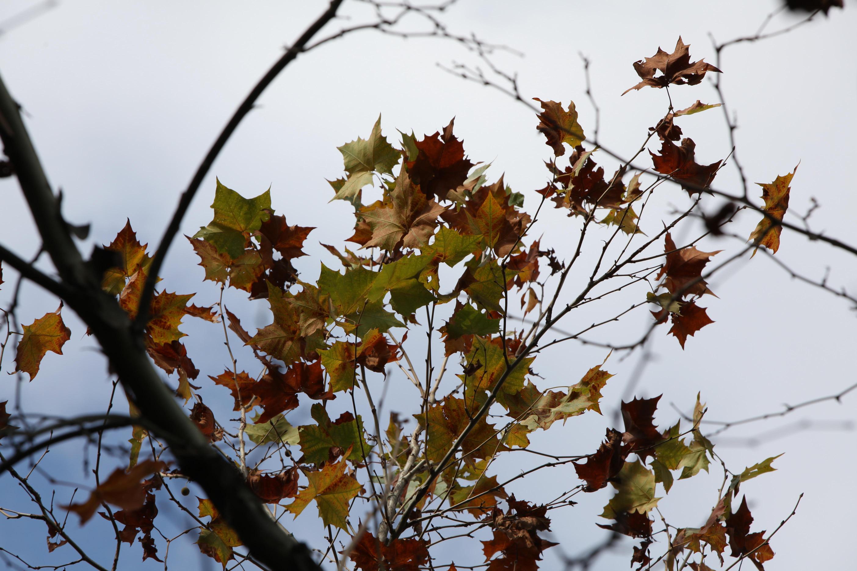 양버즘나무 이미지