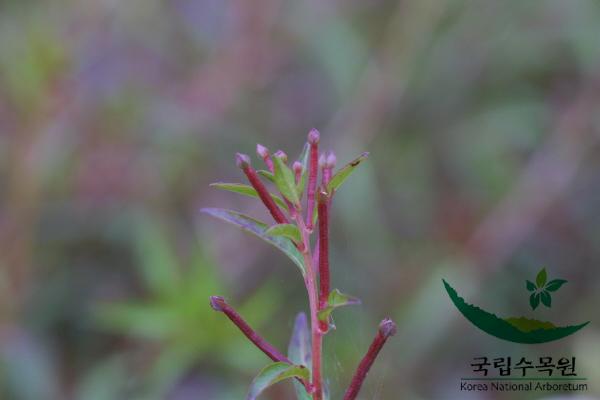 여뀌바늘 이미지