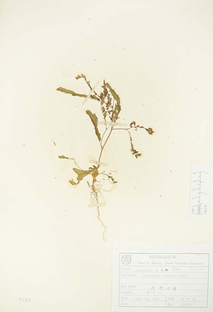 여우구슬 이미지