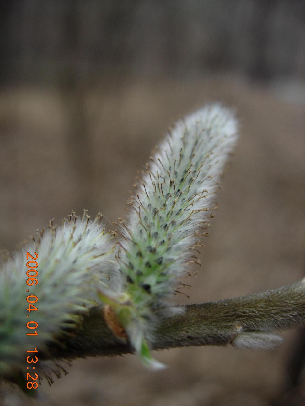 여우버들 이미지