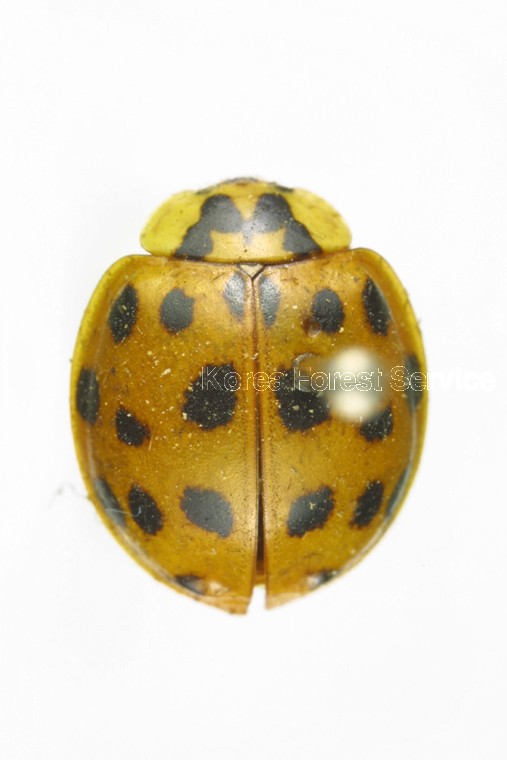 무당벌레 이미지