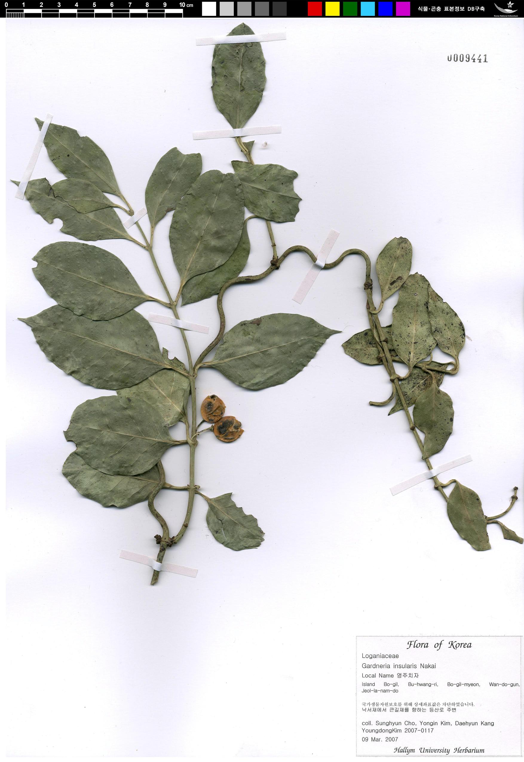 영주치자 이미지