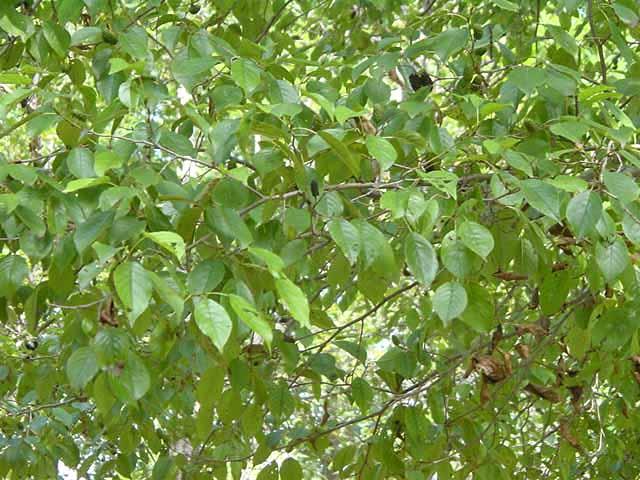 오리나무 이미지