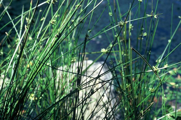 올챙이고랭이 이미지