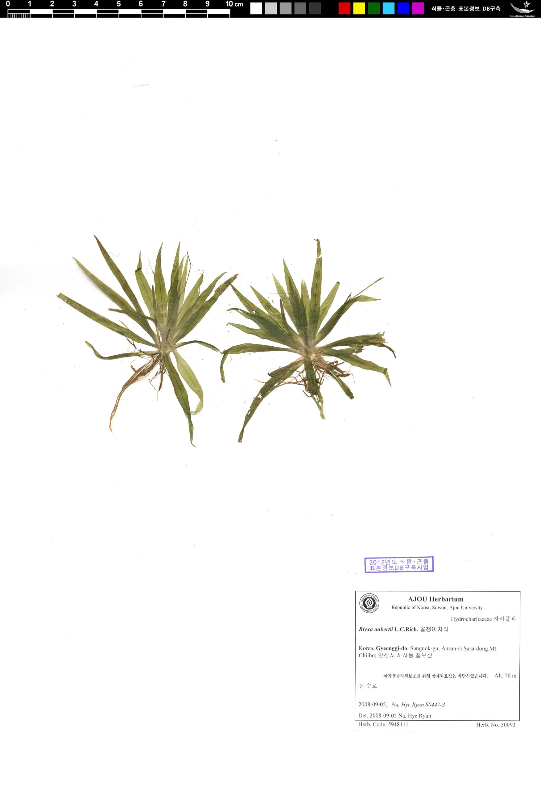 올챙이자리 이미지