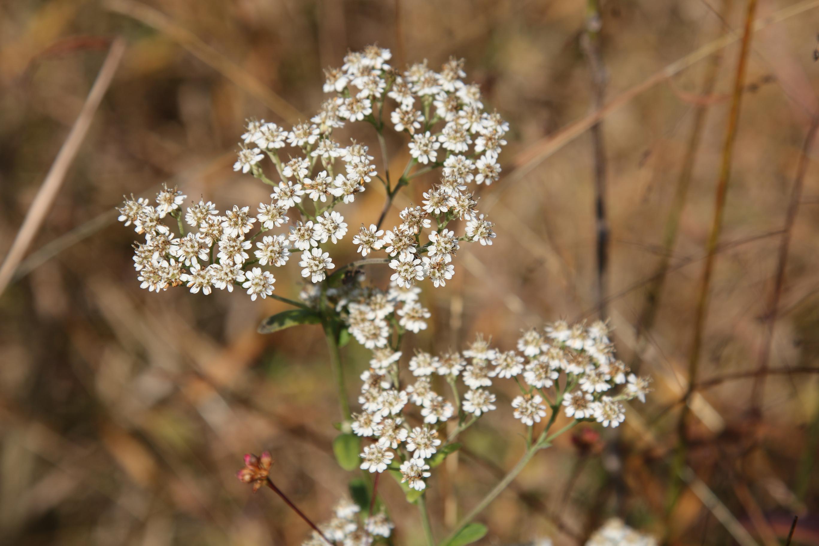 옹굿나물 이미지