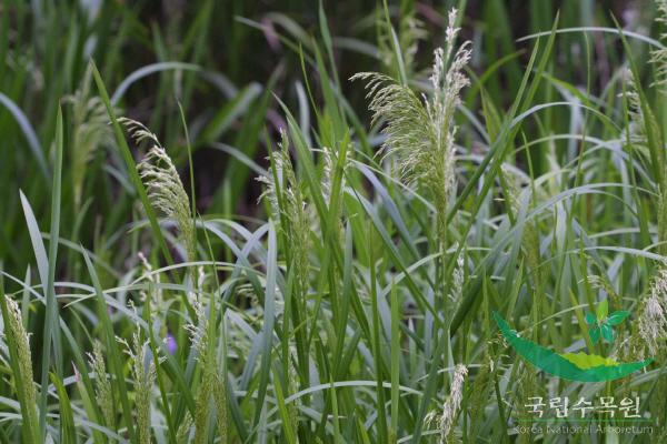 왕미꾸리광이 이미지