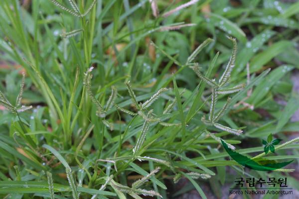 왕바랭이 이미지