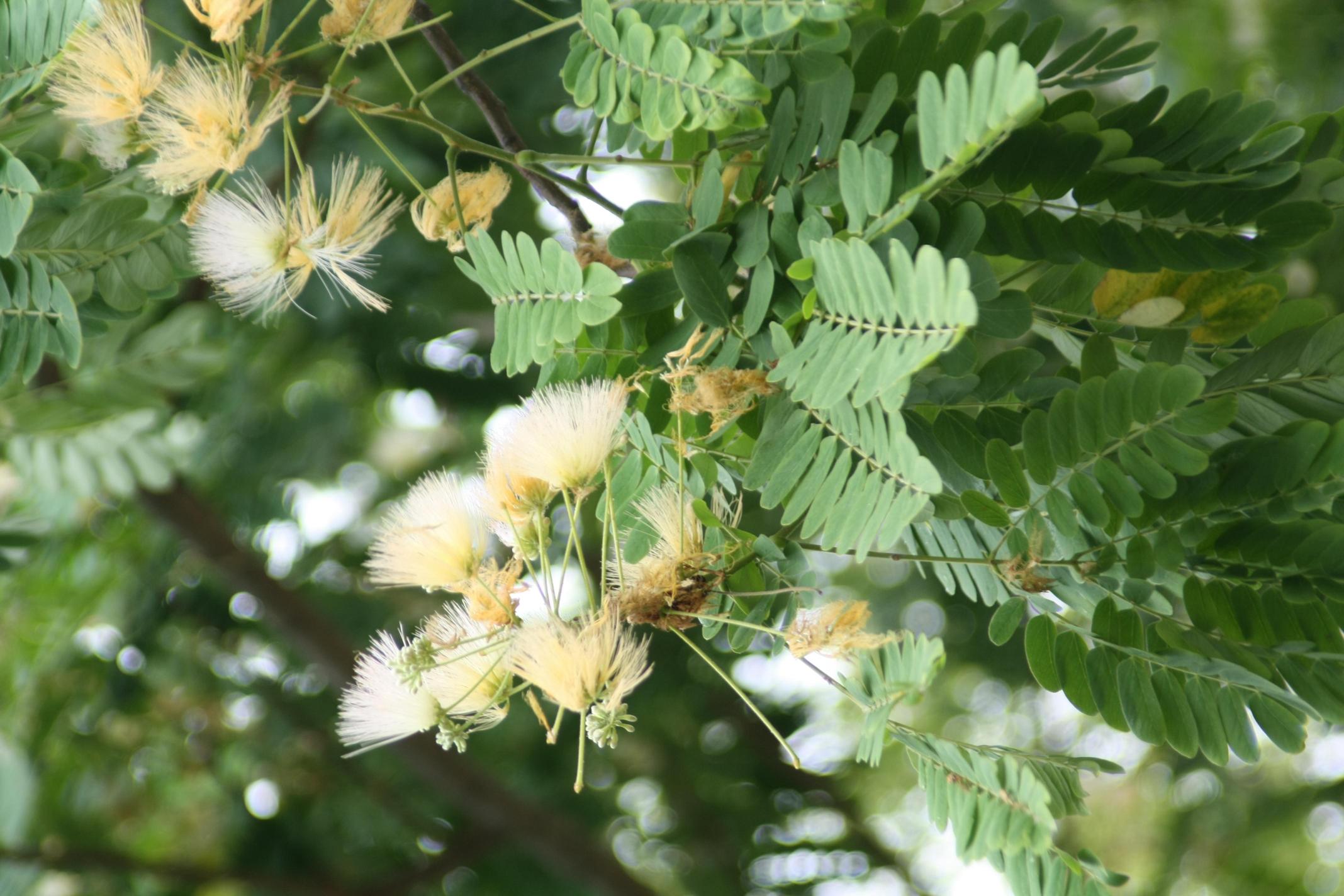 왕자귀나무 이미지