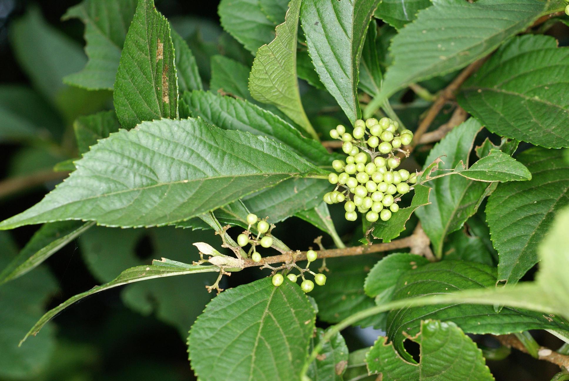 왕작살나무 이미지