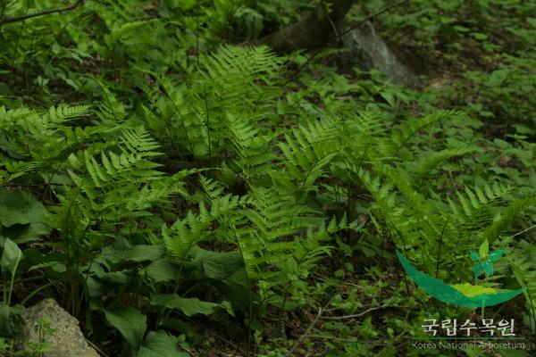 왕지네고사리 이미지