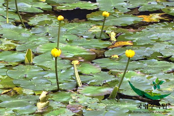 왜개연꽃 이미지
