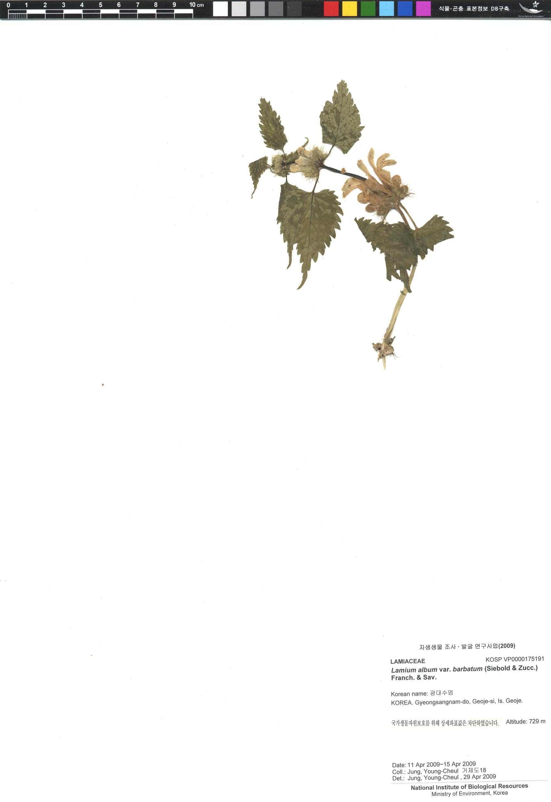 왜광대수염 이미지