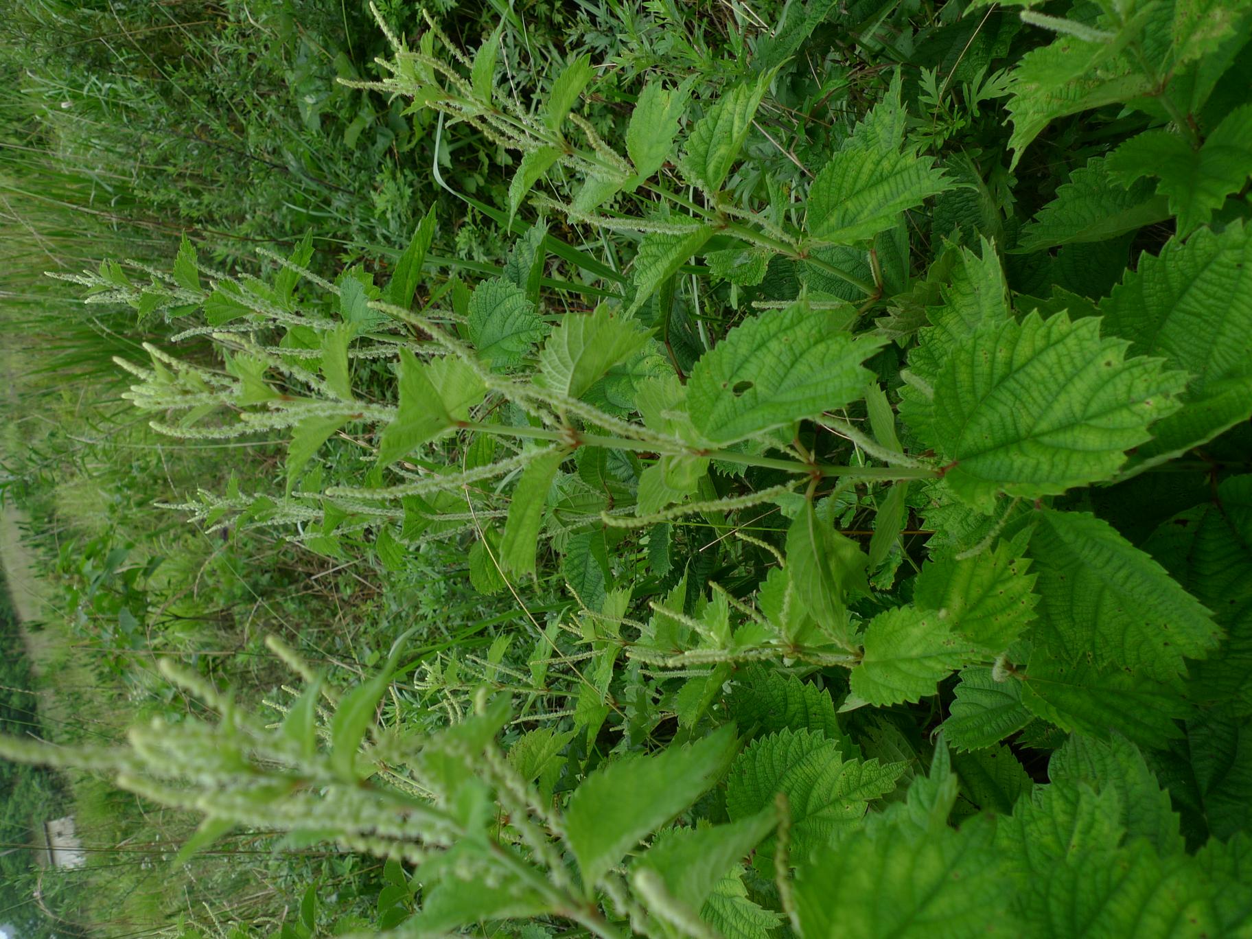 왜모시풀 이미지