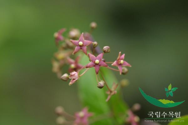 왜박주가리 이미지