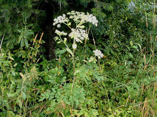 왜우산풀 이미지