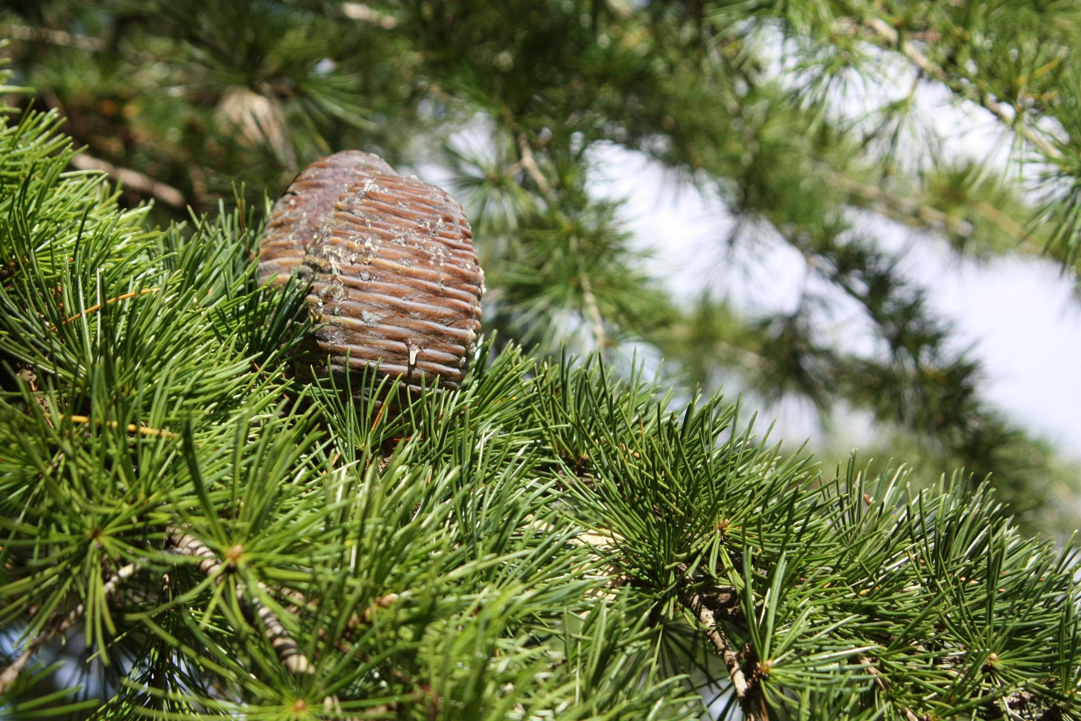 개잎갈나무 이미지