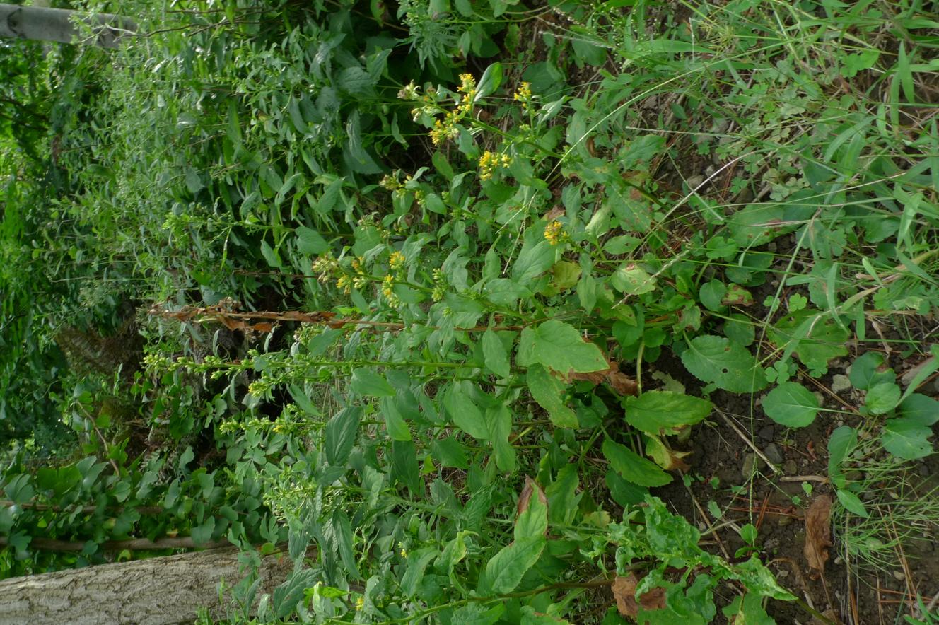 울릉미역취 이미지