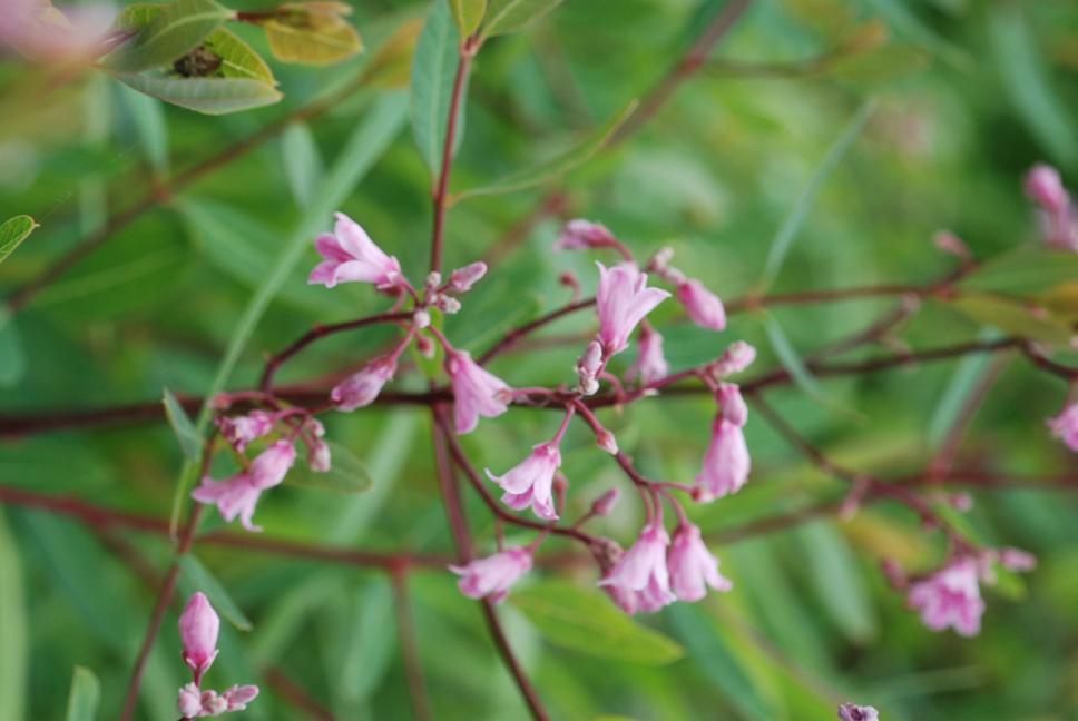 개정향풀 이미지