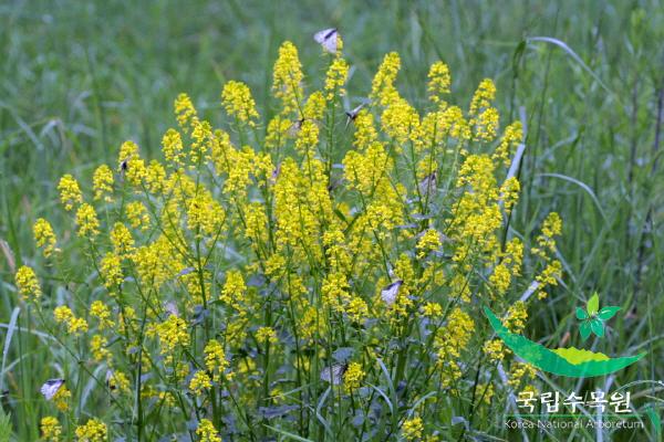 유럽나도냉이 이미지