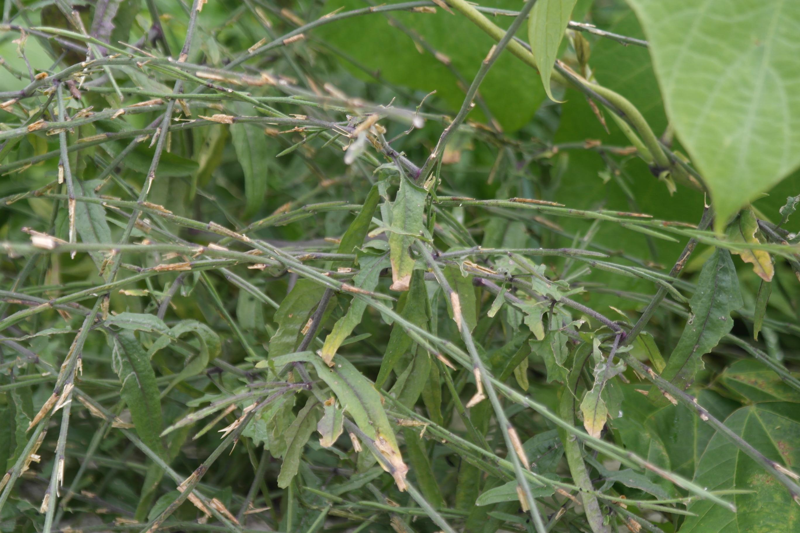 유럽장대 이미지