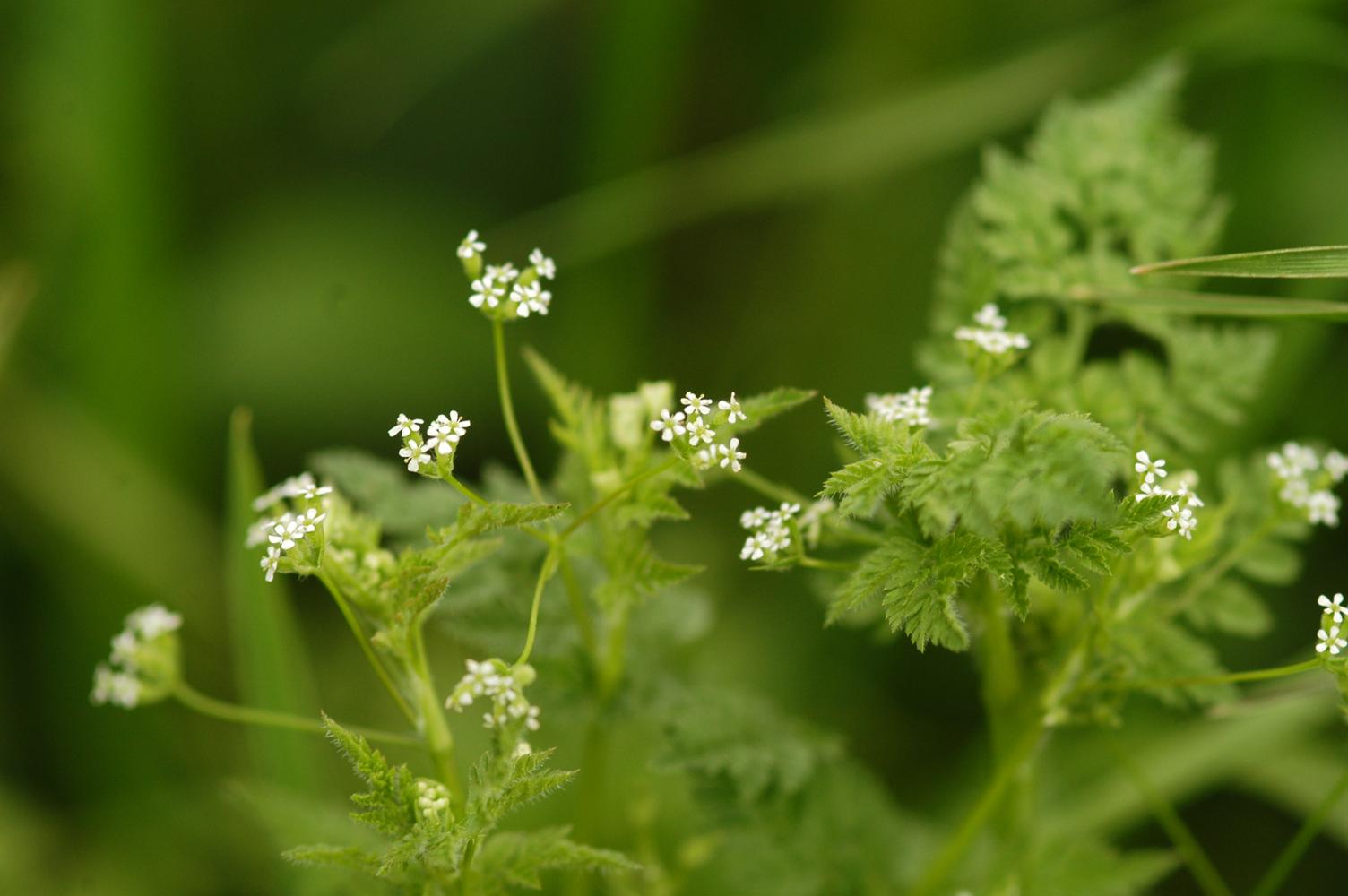 유럽전호 이미지