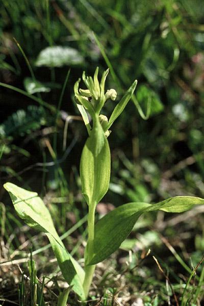 개제비난 이미지