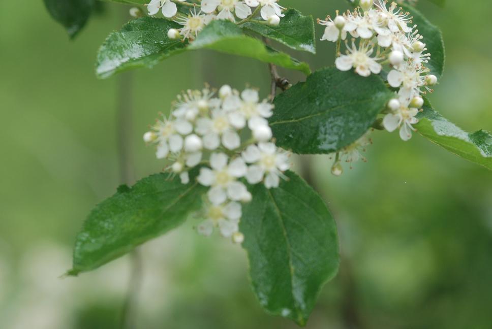 윤노리나무 이미지