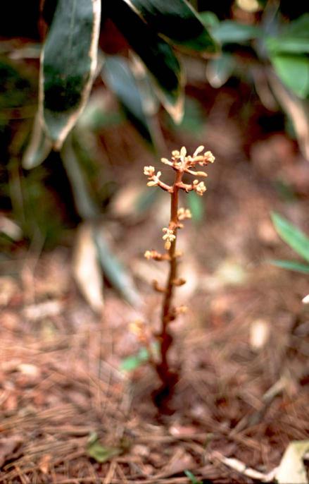 으름난초 이미지