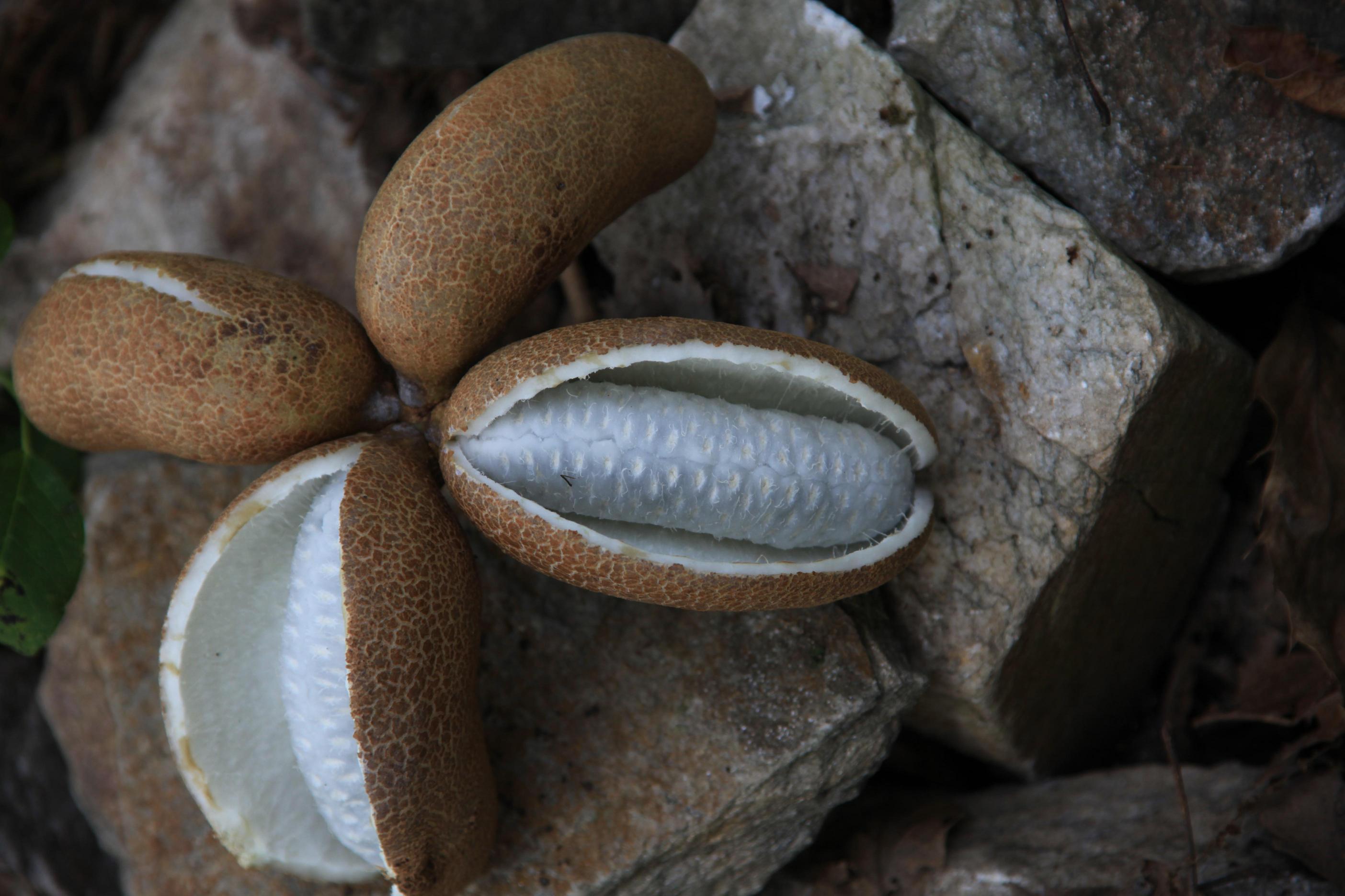 으름덩굴 이미지