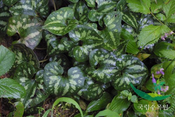 개족도리풀 이미지