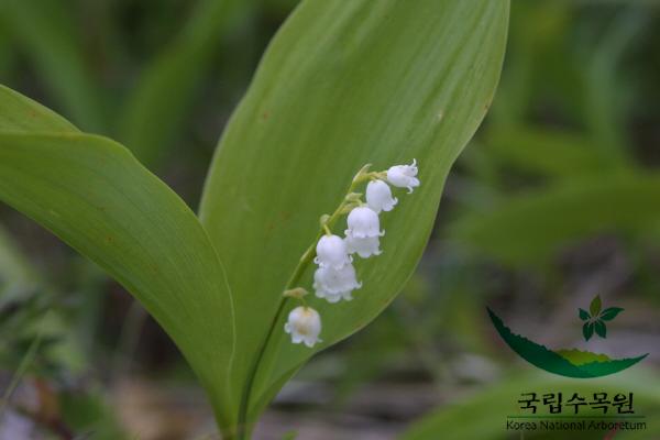 은방울꽃 이미지